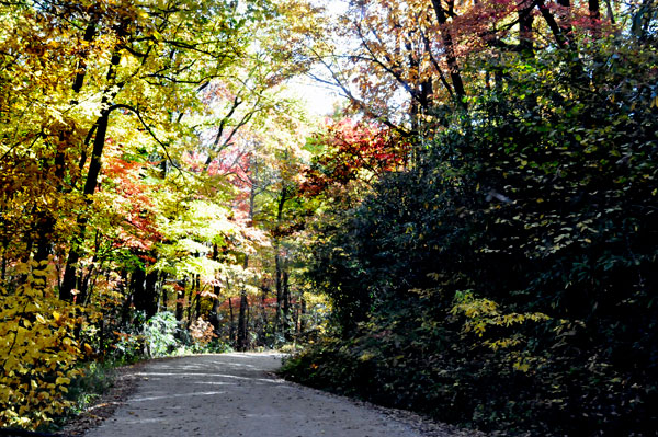 fall colors on a narrow, curvy, dirt road